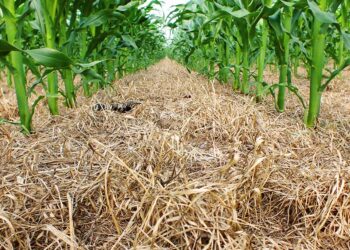 Dekgewasse se gewildheid neem toe