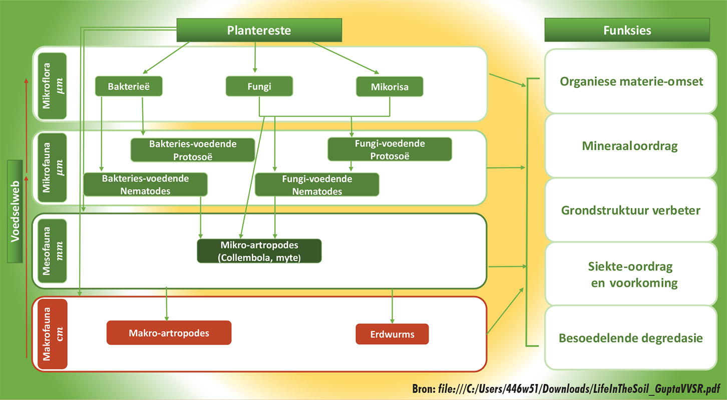 Figuur 1: Die voedselweb en funksies van grondorganismes