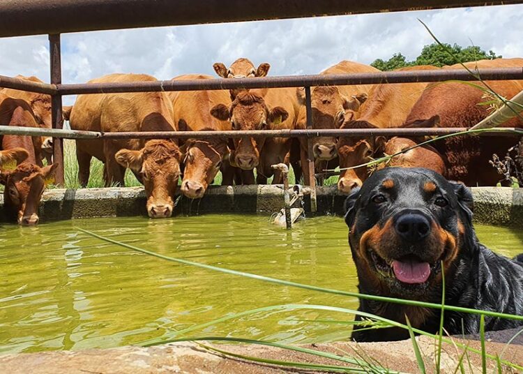 Noordwes-bulle van die bestes in die wêreld