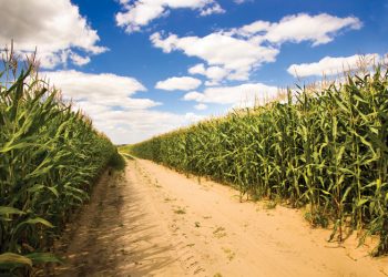 Verseker ’n goeie wegspring vir jou mielies