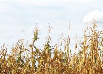 Optimale groei met volhoubare produksiestelsels