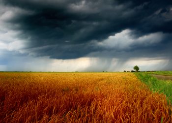 Noordwes-produsente juig oor milde reënval