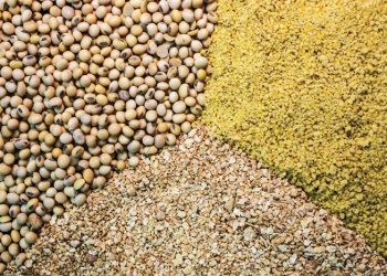 Soybean-based diets as alternative to meat