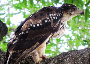 Roofvoëls wat met ‘n arendsoog kyk - Grootjagarend