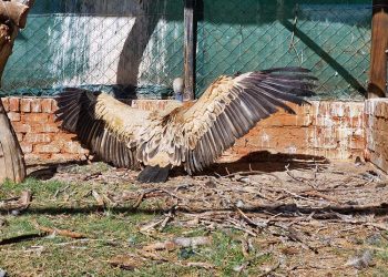 Voëlnuus uit ons kontrei