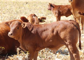 Oorweeg alle opsies vir jou kudde