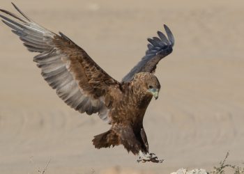 Roofvoëls wat met ‘n arendsoog kyk