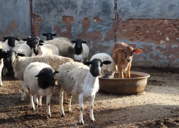 Ent nou in teen slenkdalkoors