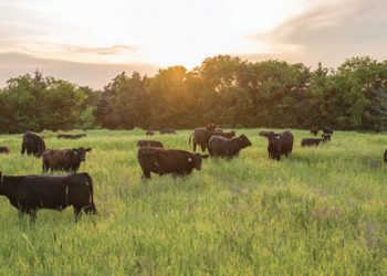 Regte aanvullings verhoog veeprestasie