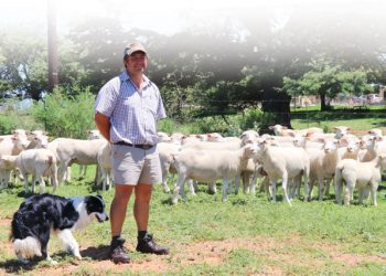 Spogskape sorg vir gesogte titel