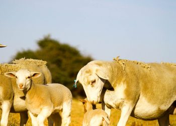 NWK verkoop ivermektien slegs vir dierlike gebruik