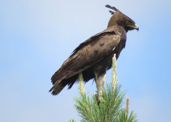 Langkuifarende en witkruisarende: Roofvoëls wat met ‘n arendsoog kyk
