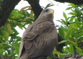 Opportunistiese voëls op die grond óf in vlug