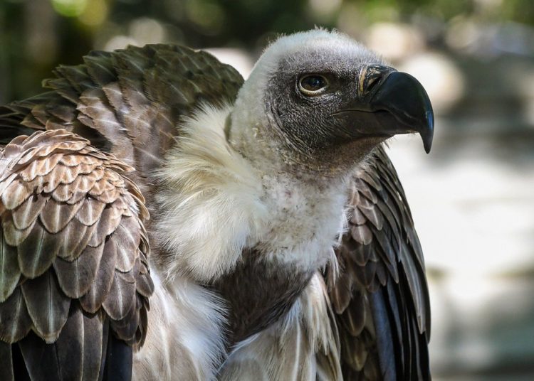 Voëlnuus uit die kontrei