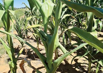 Bekamp die uitwerking van stres op plante