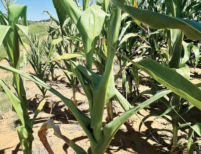 Bekamp die uitwerking van stres op plante