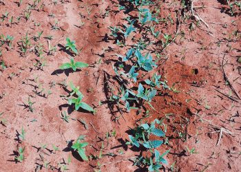 Feed your crop, not the weeds