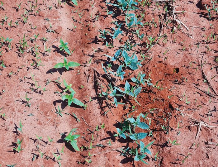 Feed your crop, not the weeds