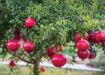 Gesondheid: Granate se voordele laat dié mark groei