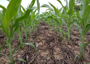 Cost of inputs makes regenerative agriculture a worthwhile consideration