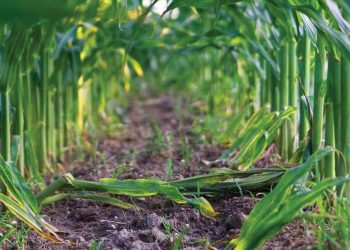 A good ecosystem is key to successful farming