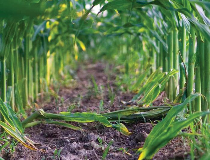 A good ecosystem is key to successful farming