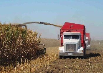 Mikotoksiene in kuilvoer benadeel diereprestasie