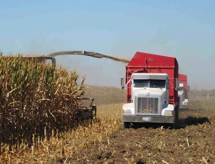 Mikotoksiene in kuilvoer benadeel diereprestasie