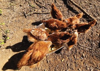 Chickens flourish on fermented feed