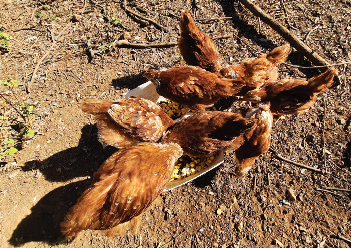 Chickens flourish on fermented feed - NWK Arena Chickens flourish on fermented feed - NWK Arena