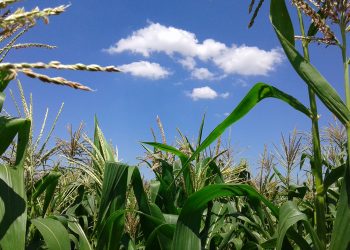 July 2021: Agricultural economic report