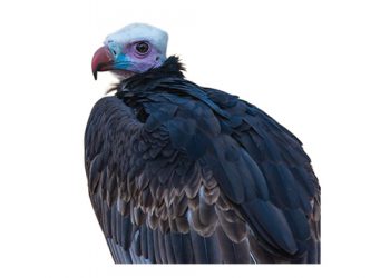 Bewaringsnuus uit ons kontrei