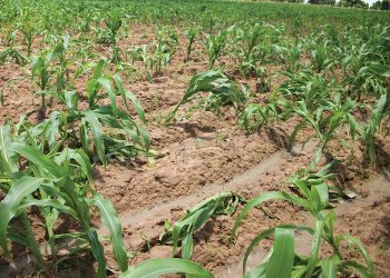 Behoorlike bestuur kan omval van mielies bekamp