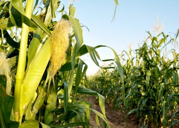 Mielieprodusente aangeraai om te verskans in afwagting van ‘n prysdaling