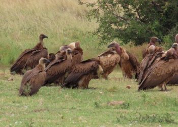 SA Hunters initiates vulture conversation projects