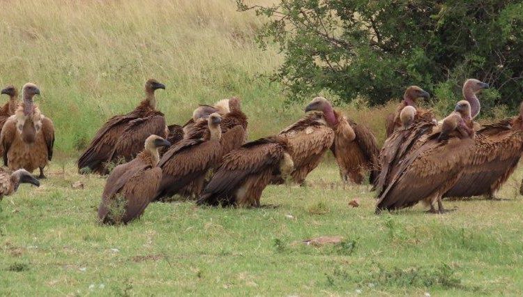 SA Hunters initiates vulture conversation projects