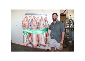 Wenner van slaglamskou steun reeds vroeg op kruipvoeding