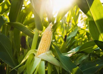 October 2021: Agricultural economic report