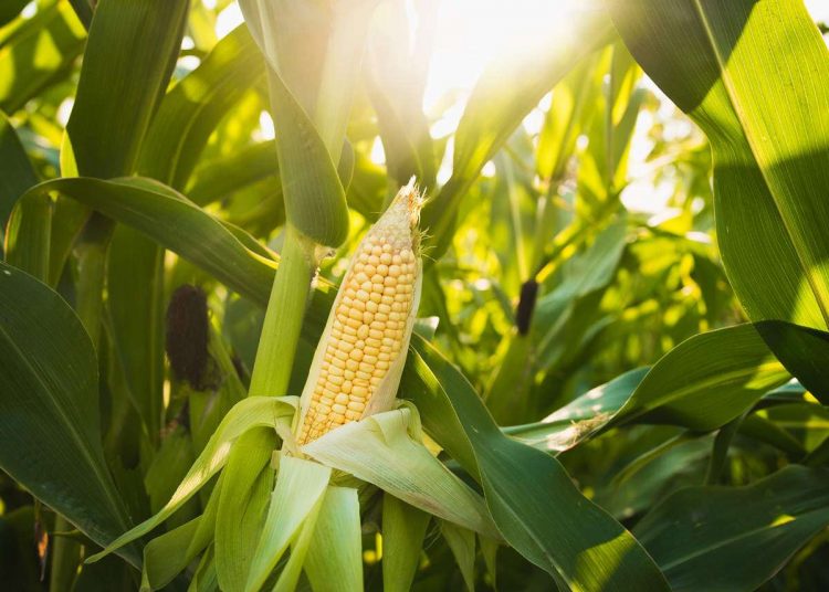 October 2021: Agricultural economic report