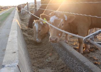 Oorweeg biogas as bron van alternatiewe energie