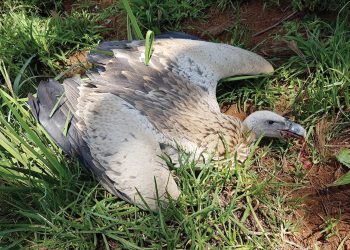 Raak só betrokke om aasvoëls te beskerm