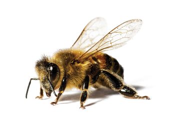 Heuningbye speel ’n groot rol in biodiversiteit