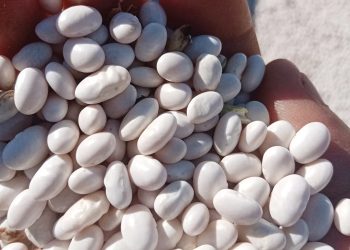 Small white beans gain big interest