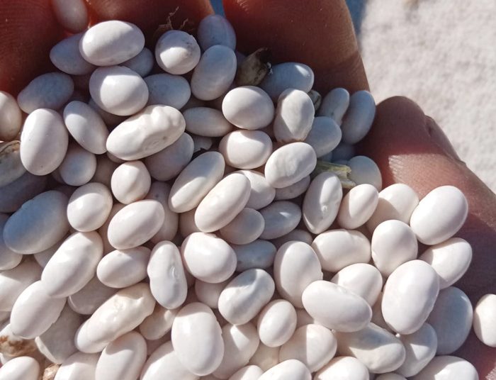 Small white beans gain big interest