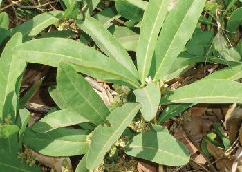 Gifplante waarvoor produsente moet katvoet loop