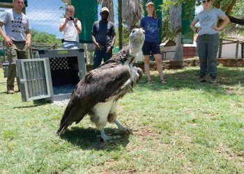 Afrika-aasvoëls keer terug na eie bodem