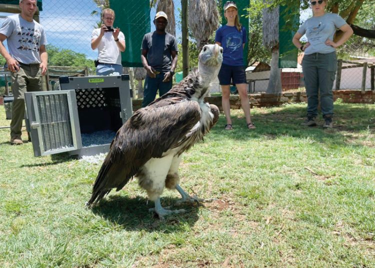 Afrika-aasvoëls keer terug na eie bodem