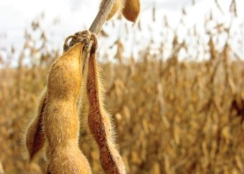 Sojabone is ’n goeie alternatief vir sonneblom