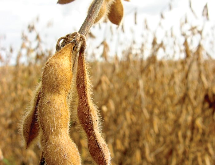 Sojabone is ’n goeie alternatief vir sonneblom