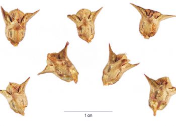 Roei dié euwel uit met doeltreffende beheer
